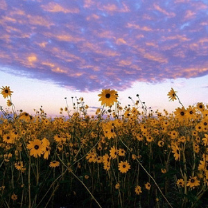 狼人久久尹人香蕉尹人
